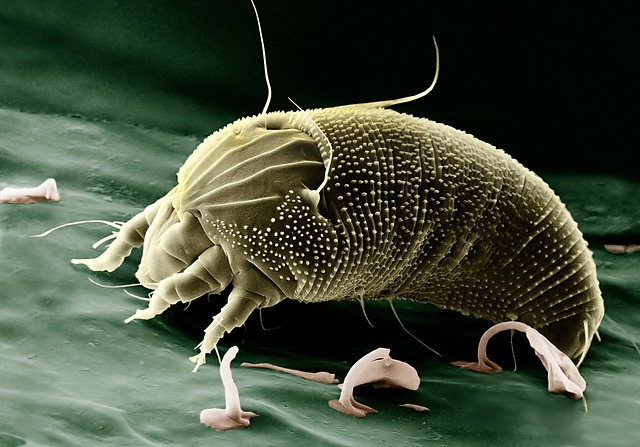 Фото: WikiImages/pixabay.com