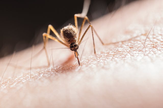 Фото: Jimmy Chan: https://www.pexels.com/ru-ru/photo/2382223/
