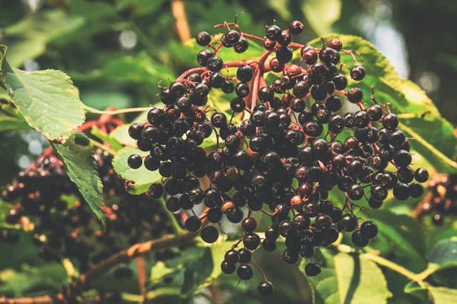 Фото: Susanne Jutzeler, suju-foto : https://www.pexels.com/ru-ru/photo/1343941/