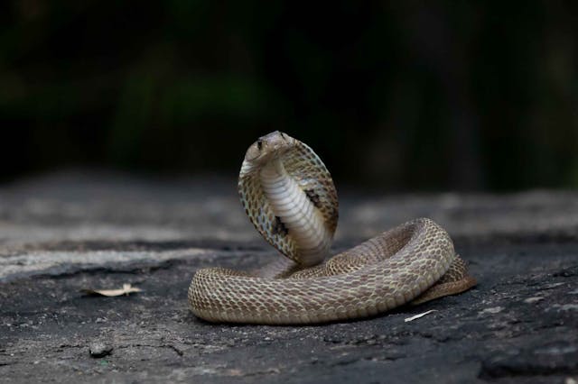 Фото: Anil Sharma: https://www.pexels.com/ru-ru/photo/28506077/