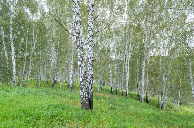 Фото: Mikhail Peace: https://www.pexels.com/ru-ru/photo/30396386/