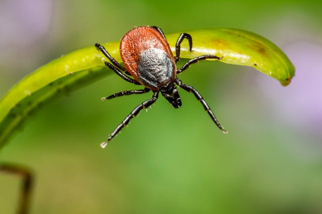 Фото: Erik Karits: https://www.pexels.com/ru-ru/photo/3757597/